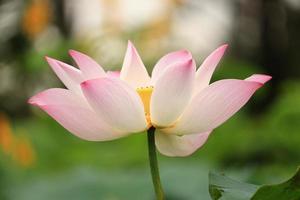 Lotus flowers blooming in the natural garden photo