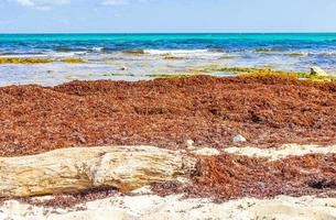 Very disgusting red seaweed sargazo beach Playa del Carmen Mexico. photo