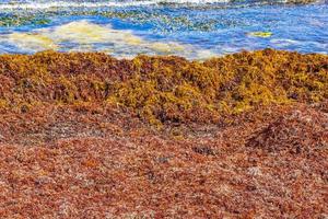 Very disgusting red seaweed sargazo beach Playa del Carmen Mexico. photo