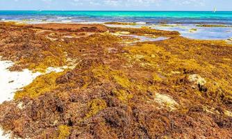 Very disgusting red seaweed sargazo beach Playa del Carmen Mexico. photo