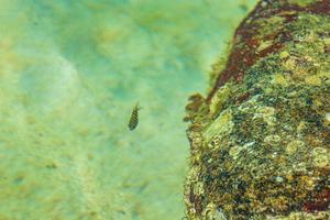 Underwater view with fish fishes Silver Beach Koh Samui Thailand. photo