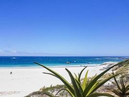 Camps Bay Beach behind palm trees, Cape Town.