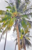 Tropical natural palm tree with coconuts Koh Samui in Thailand. photo
