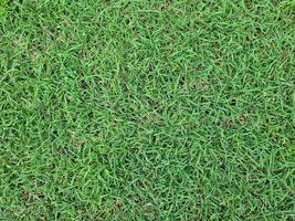 Green grass floor texture background. photo