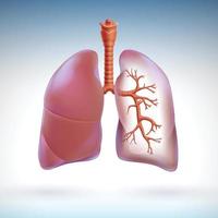3D illustration of the human lung partially transparent to highlight the respiratory branches within the lung. vector