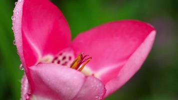 rosa tigridia pavonia flor después de la lluvia