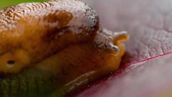 Closeup of brown slug video