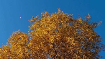 Autumn trees with yellowing leaves against the sky