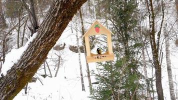 mangiatoia per uccelli nel parco video