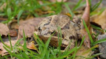 Brown frog in grass
