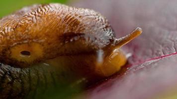 Closeup of brown slug video