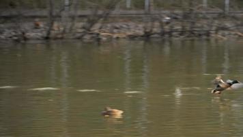 Male mallard duck flying video