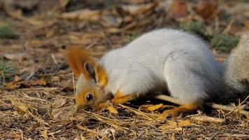 Eichhörnchen, das Sonnenblumenkerne isst video