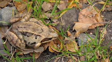 Brown frog in grass video