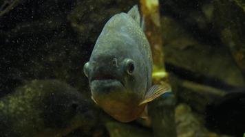 Piranha closeup in the aquarium video