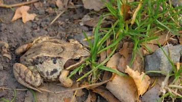 Brown frog in grass video