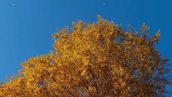 Herbstbäume mit vergilbenden Blättern gegen den Himmel