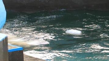 urso polar brincando na água