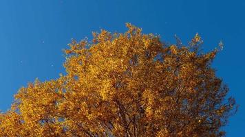 árboles de otoño con hojas amarillentas contra el cielo video