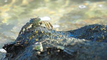 Crab on the rock at the beach video