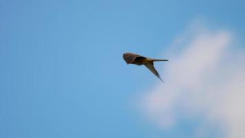 Flying Lesser Kestrel at sky background