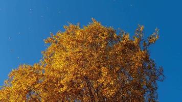 Autumn trees with yellowing leaves against the sky video