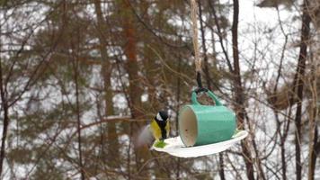 Bird feeder in the park video