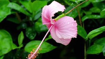 fleur d'hibiscus rose après la pluie