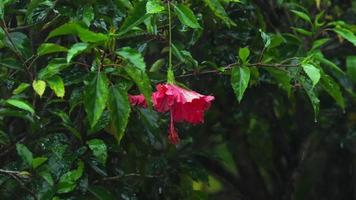 Red hibiscus flower under rain video