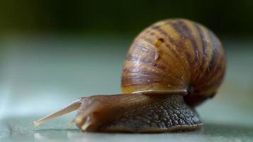 caracol de jardín arrastrándose, macro video