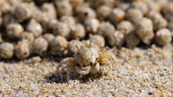 Sand bubbler crab, close-up video