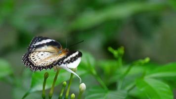 malaiische florfliege, cethosia cyane, familie der nymphalidae video