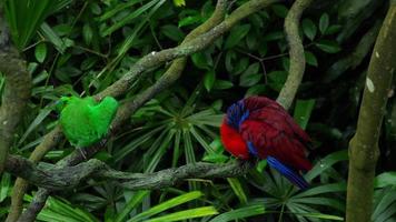 Green and red couple parrots video