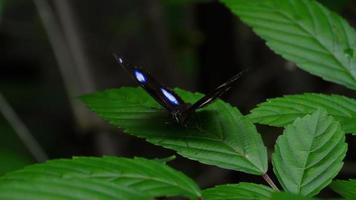 tropischer Schmetterling hypolimnas misippus video