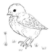 Sketch little chicken with grass and dandelion. Ink drawing. Black and white engraved illustration vector