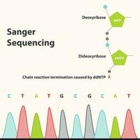 Sanger sequencing and the difference between dideoxyribose and deoxyribose vector