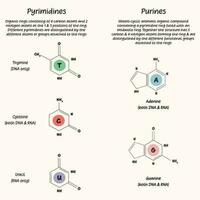 pirimidinas y purinas vector