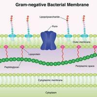 membrana bacteriana gramnegativa vector