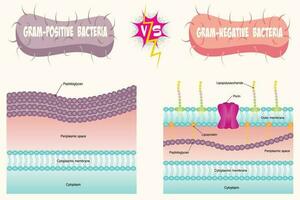 gram-positive versus gram-negative bacterial membrane diagram vector