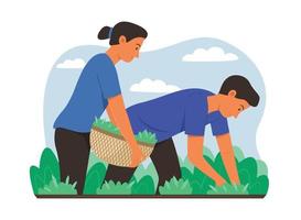 Farmers Harvesting the Fresh Vegetable in Garden. vector