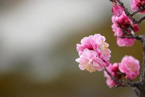 Spring flower plum,A blooming plum flower photo