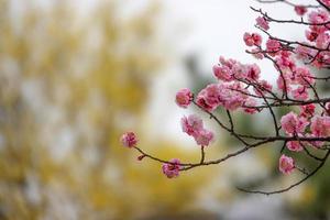 Spring flower plum,A blooming plum flower photo