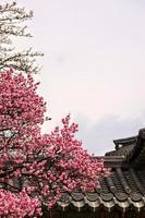 Spring flower plum,A blooming plum flower photo