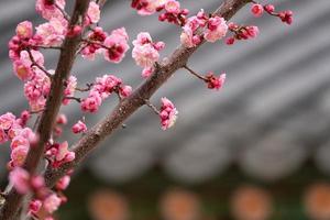 Spring flower plum,A blooming plum flower photo