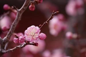 Spring flower plum,A blooming plum flower photo