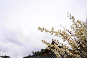 Spring flower plum,A blooming plum flower photo