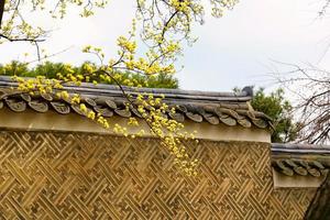 Spring flower plum,A blooming plum flower photo