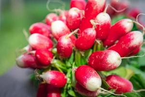 radish fresh vegetable organic food snack outdoor copy space food background veggie vegan or vegetarian photo