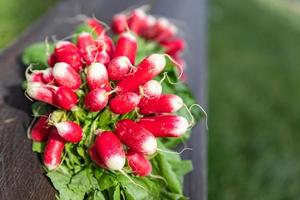 radish fresh vegetable organic food snack outdoor copy space food background veggie vegan or vegetarian photo