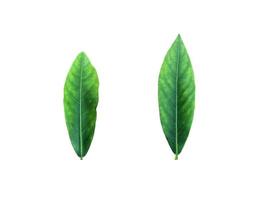 Green leaves isolated set on white background, clipping path. photo